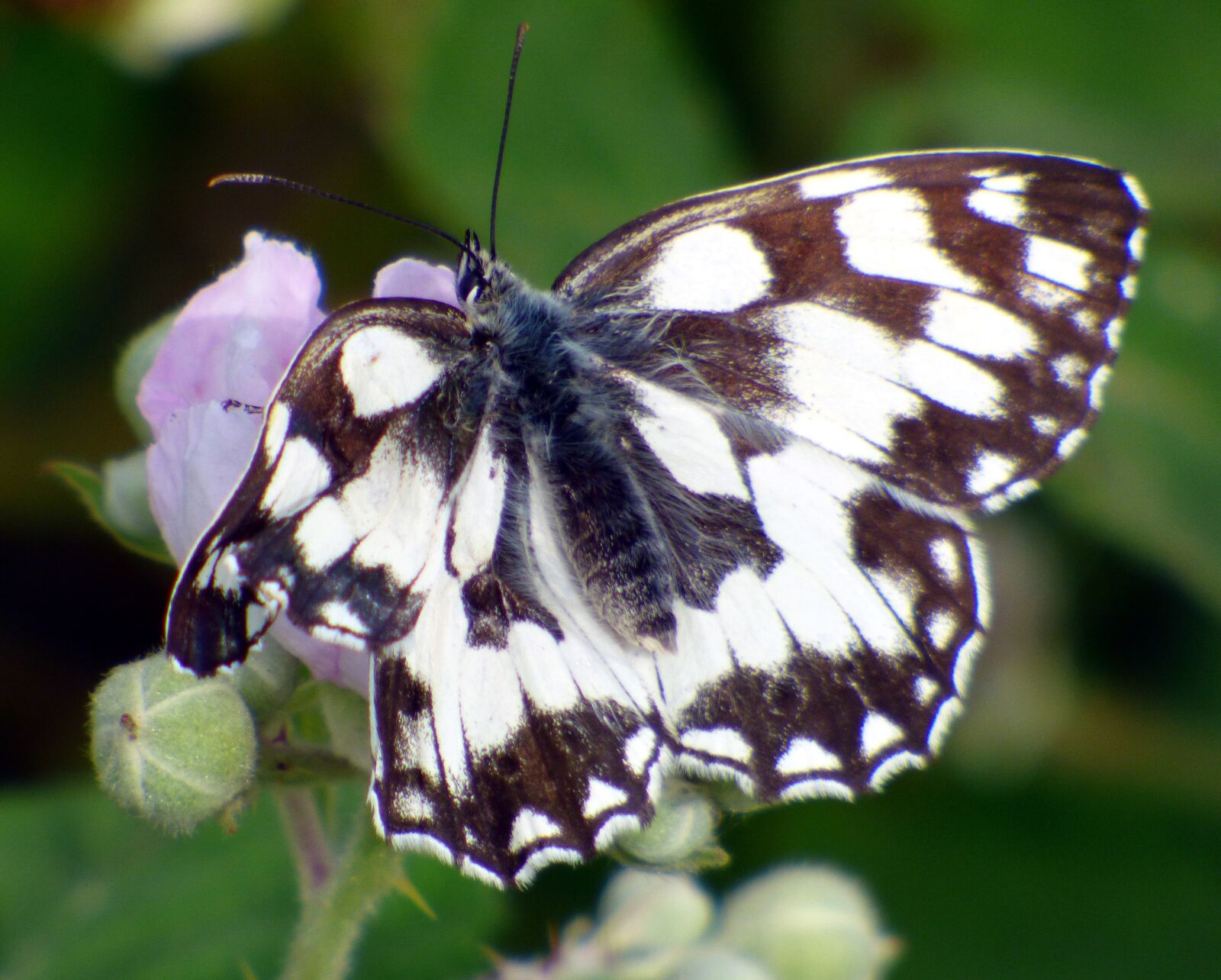 Panasonic DMC-FZ72 sample photo. Butterfly, wings, insect photography