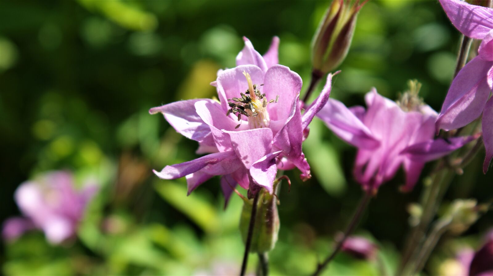 Sony Alpha DSLR-A350 sample photo. Flower, lilac, nature photography