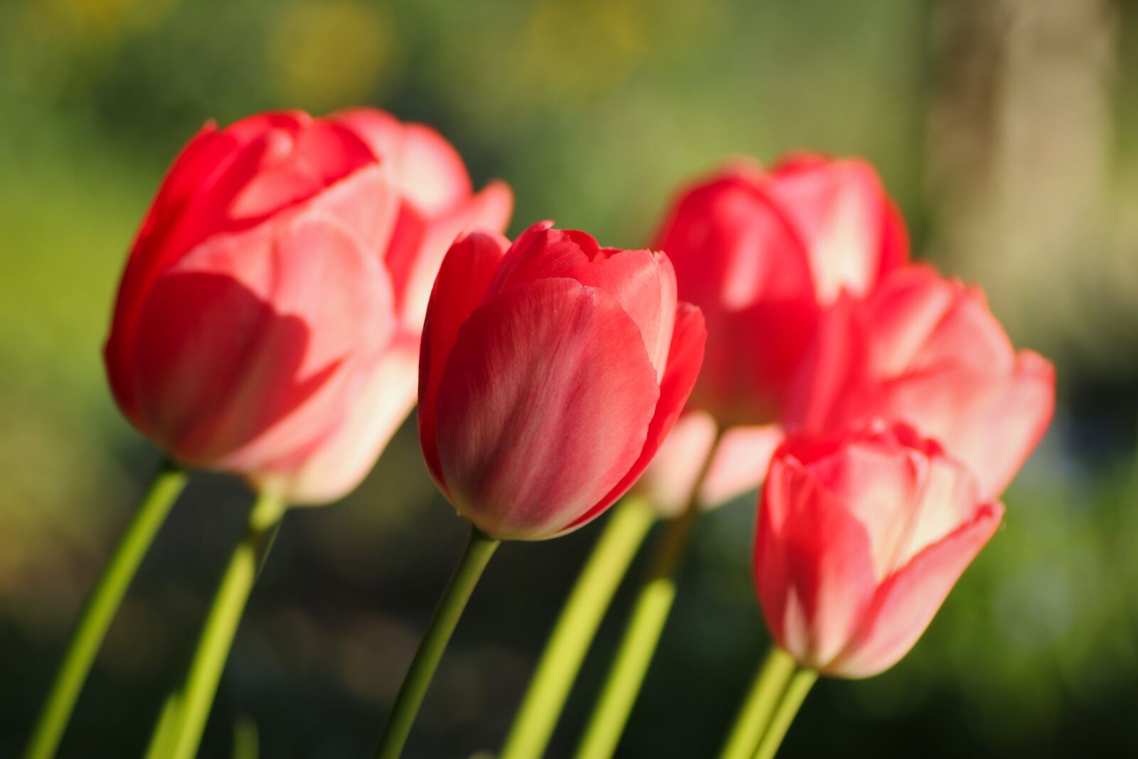 Tamron SP 90mm F2.8 Di VC USD 1:1 Macro sample photo. Tulips, red, spring photography