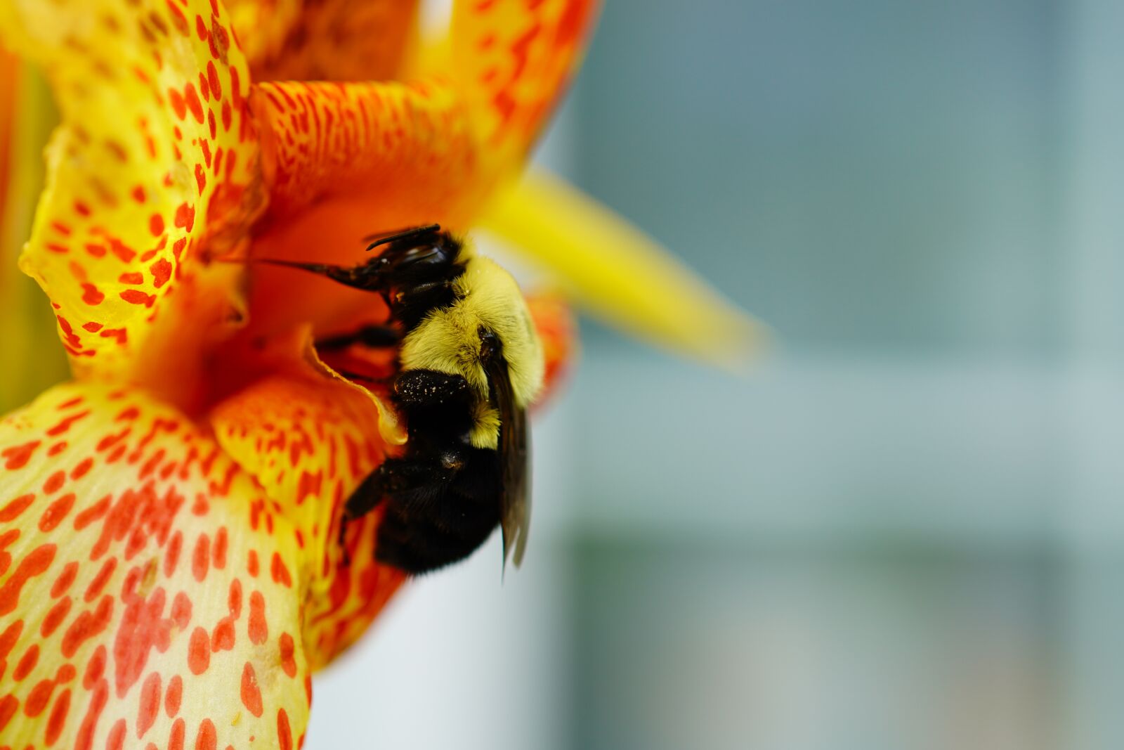 Sony FE 50mm F2.8 Macro sample photo. Bee, flower, spring photography