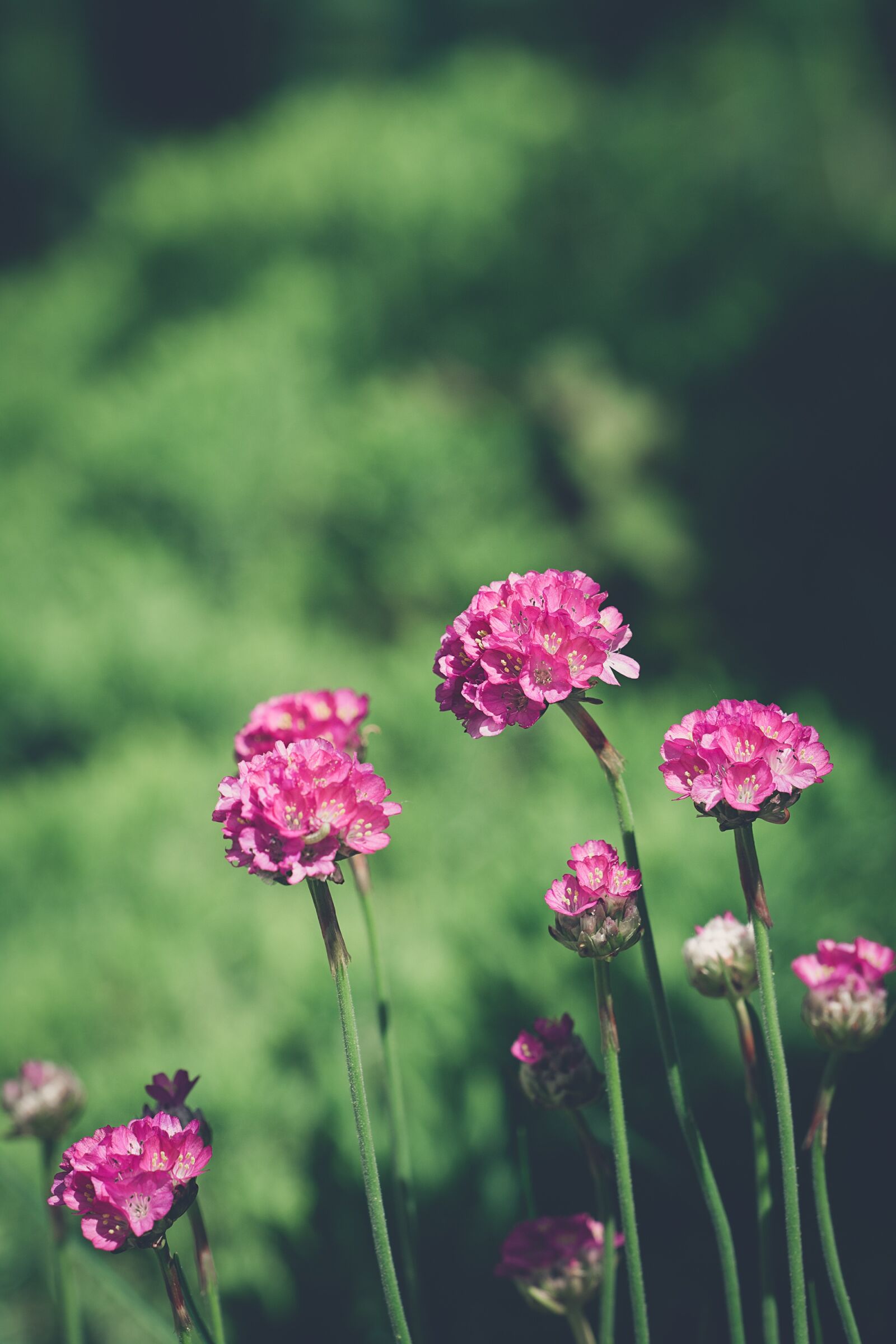Nikon D7100 sample photo. Flowers, pink, pink flowers photography