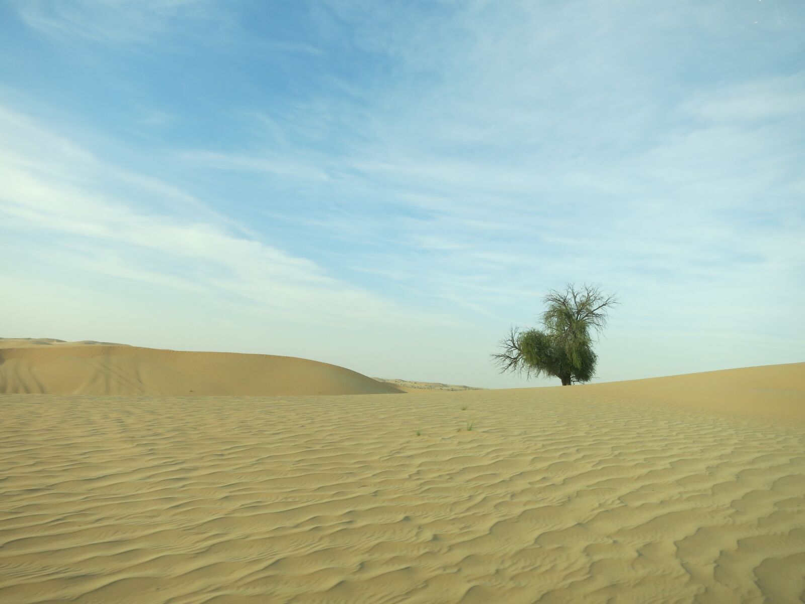 Canon PowerShot S110 sample photo. Desert, abudhabi, tree photography