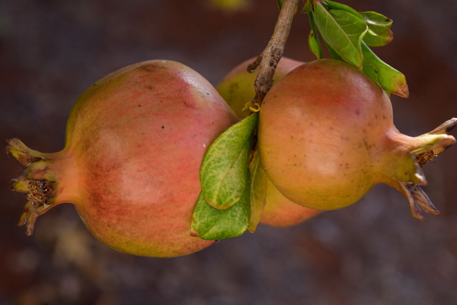 Nikon D3300 sample photo. Pomegranate, ripe, pomegranate tree photography