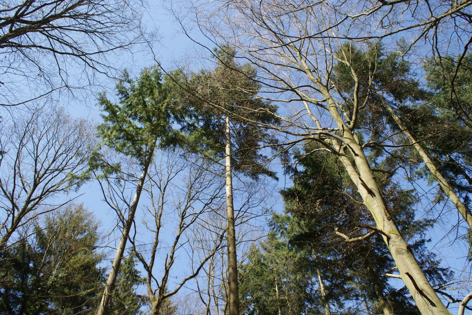 Sony Alpha DSLR-A200 sample photo. Trees, nature, arboretum photography