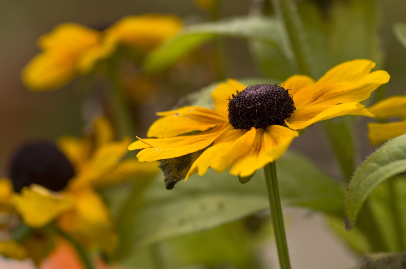 Pentax K-30 sample photo. Flower, blossom, bloom photography
