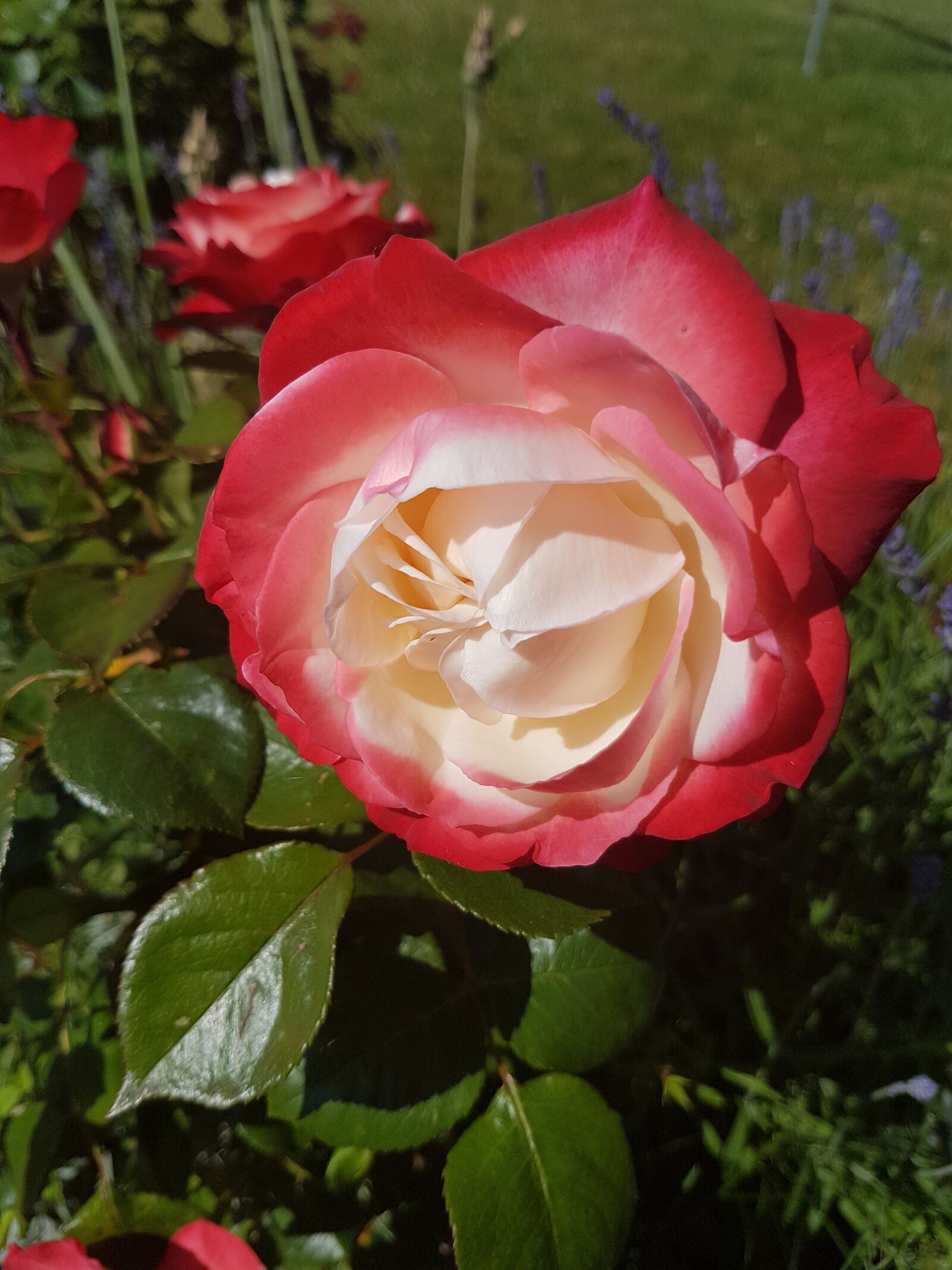 Samsung Galaxy S7 sample photo. Rose, blossom, bloom photography