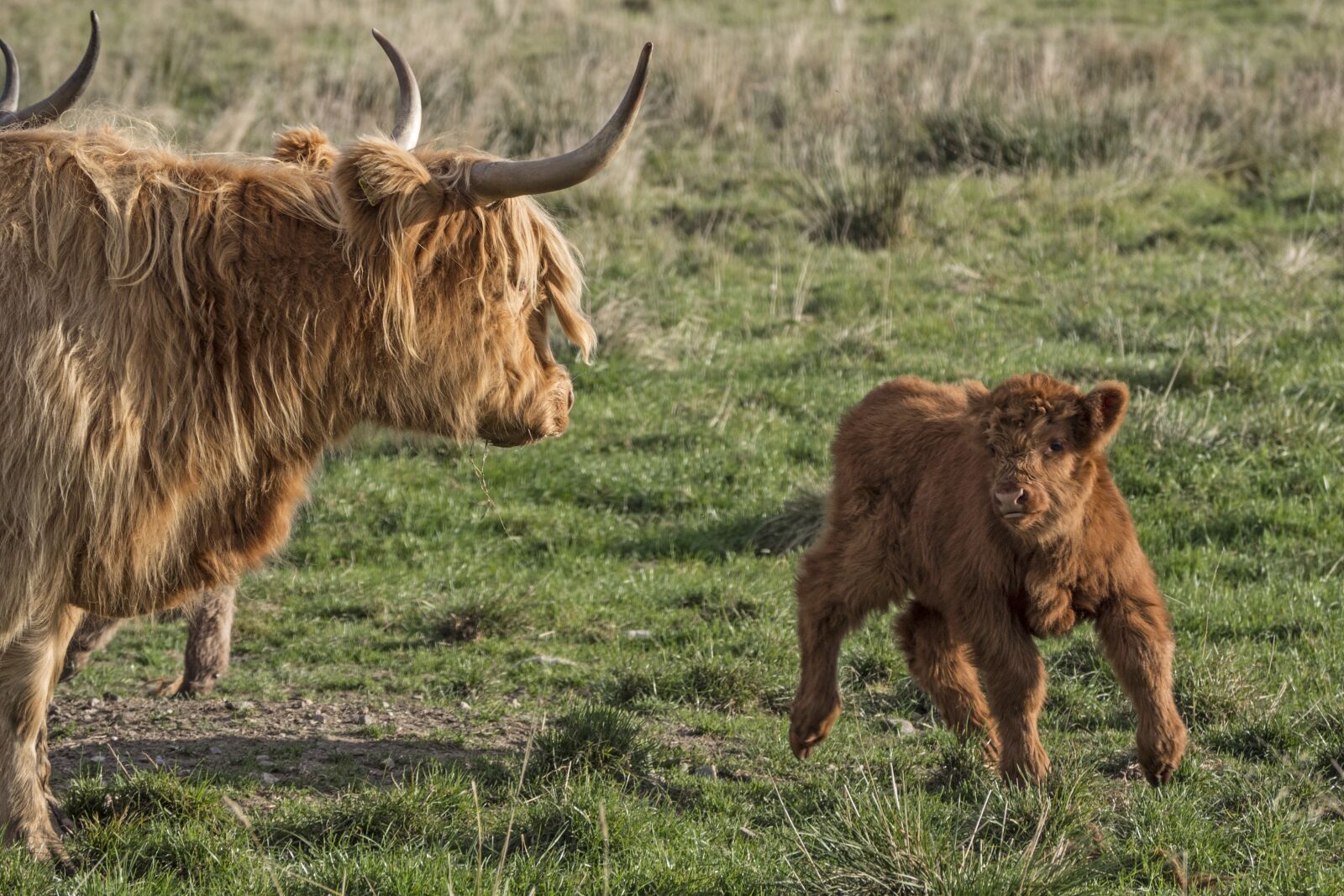 Olympus OM-D E-M10 sample photo. Galloway, beef, calf photography