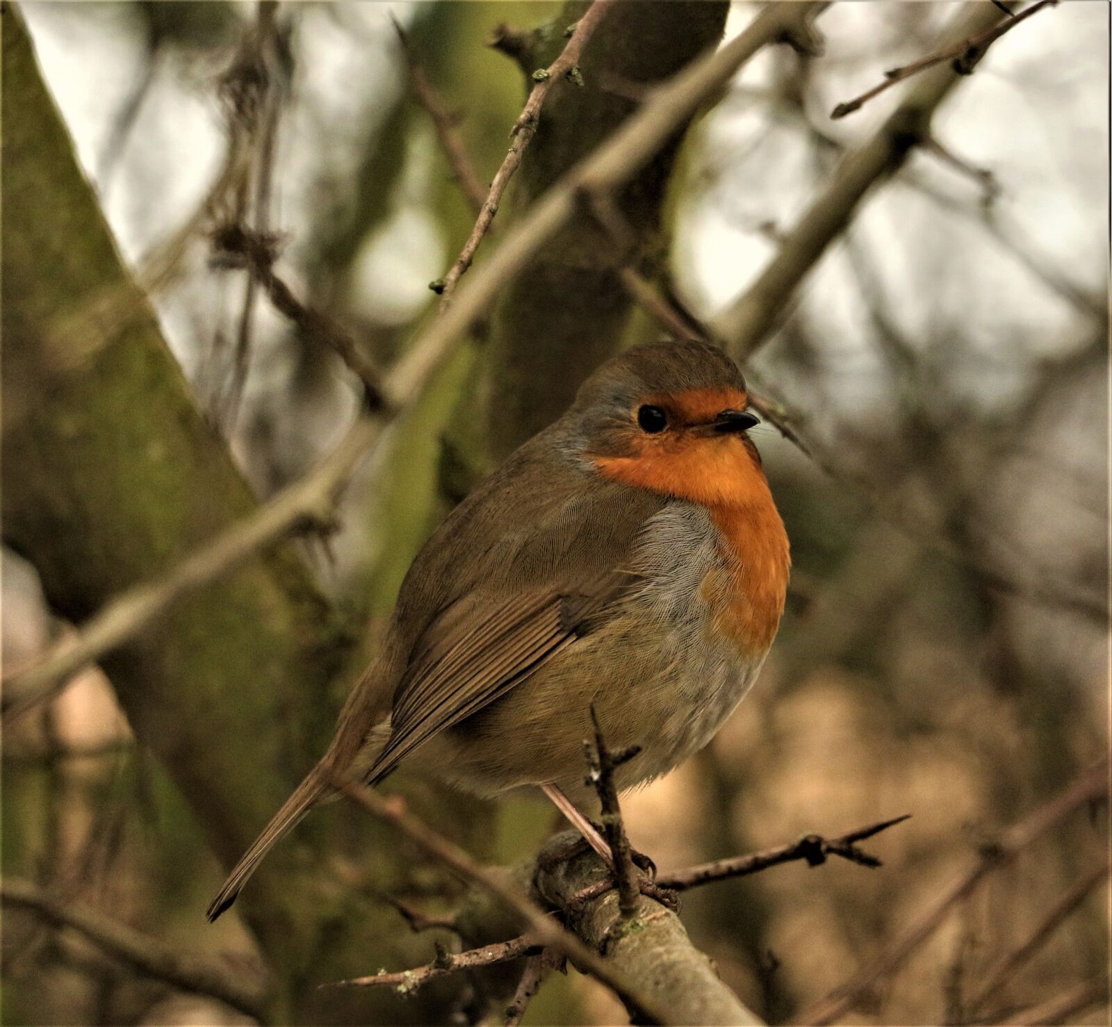 Canon EOS 7D Mark II sample photo. Robin, wildlife, bird photography
