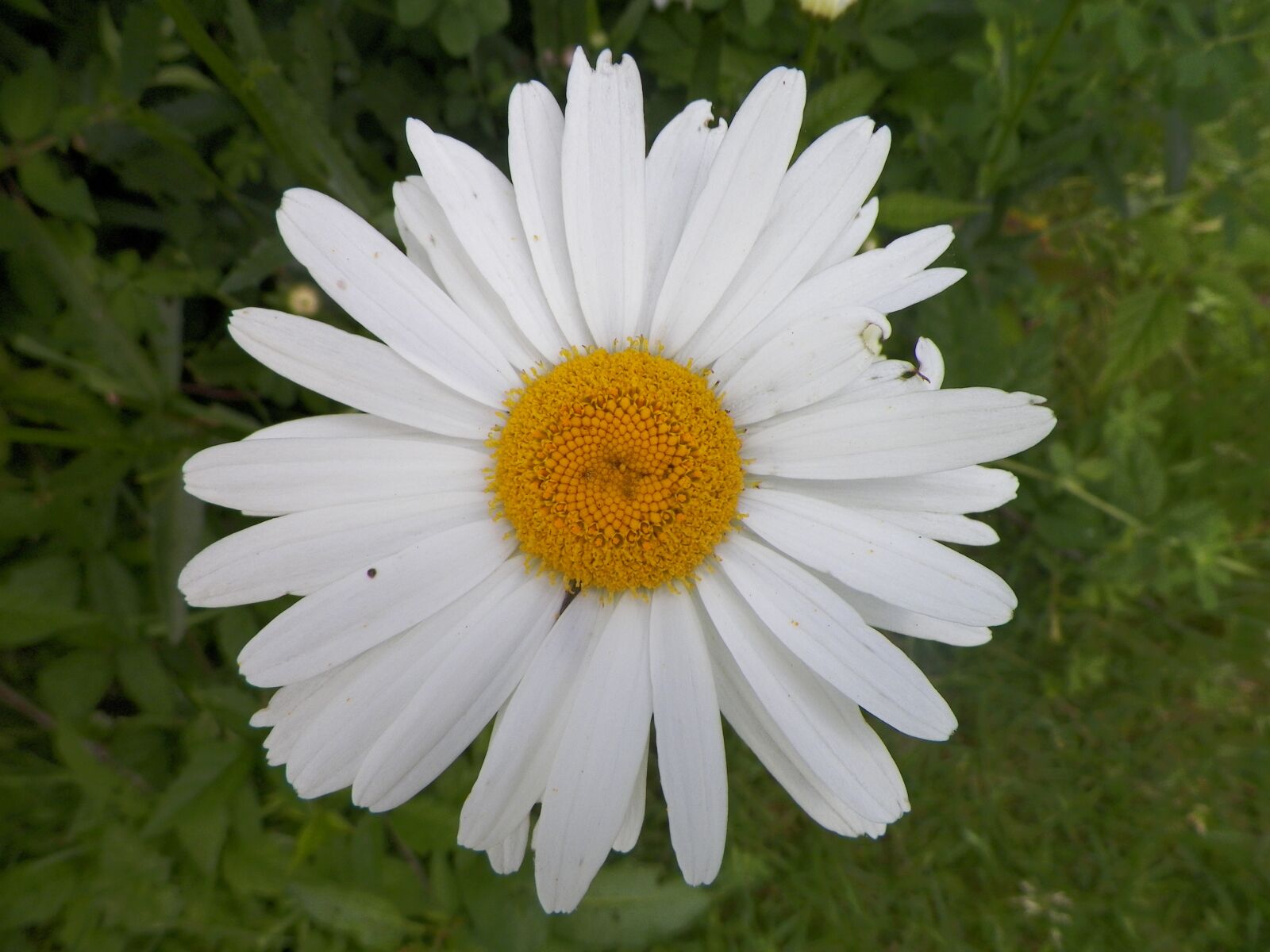 Kodak EASYSHARE Z5010 DIGITAL CAMERA sample photo. White, yellow, flower photography