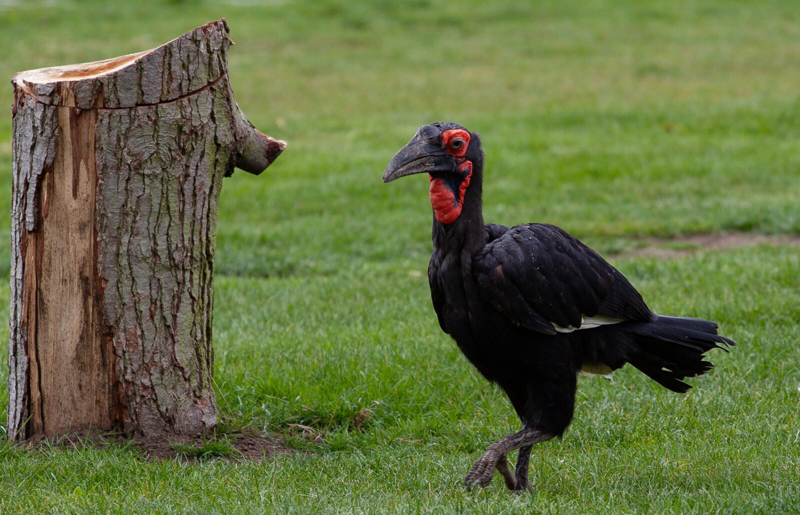 Canon EOS 5D Mark II sample photo. Black bird, red feathers photography