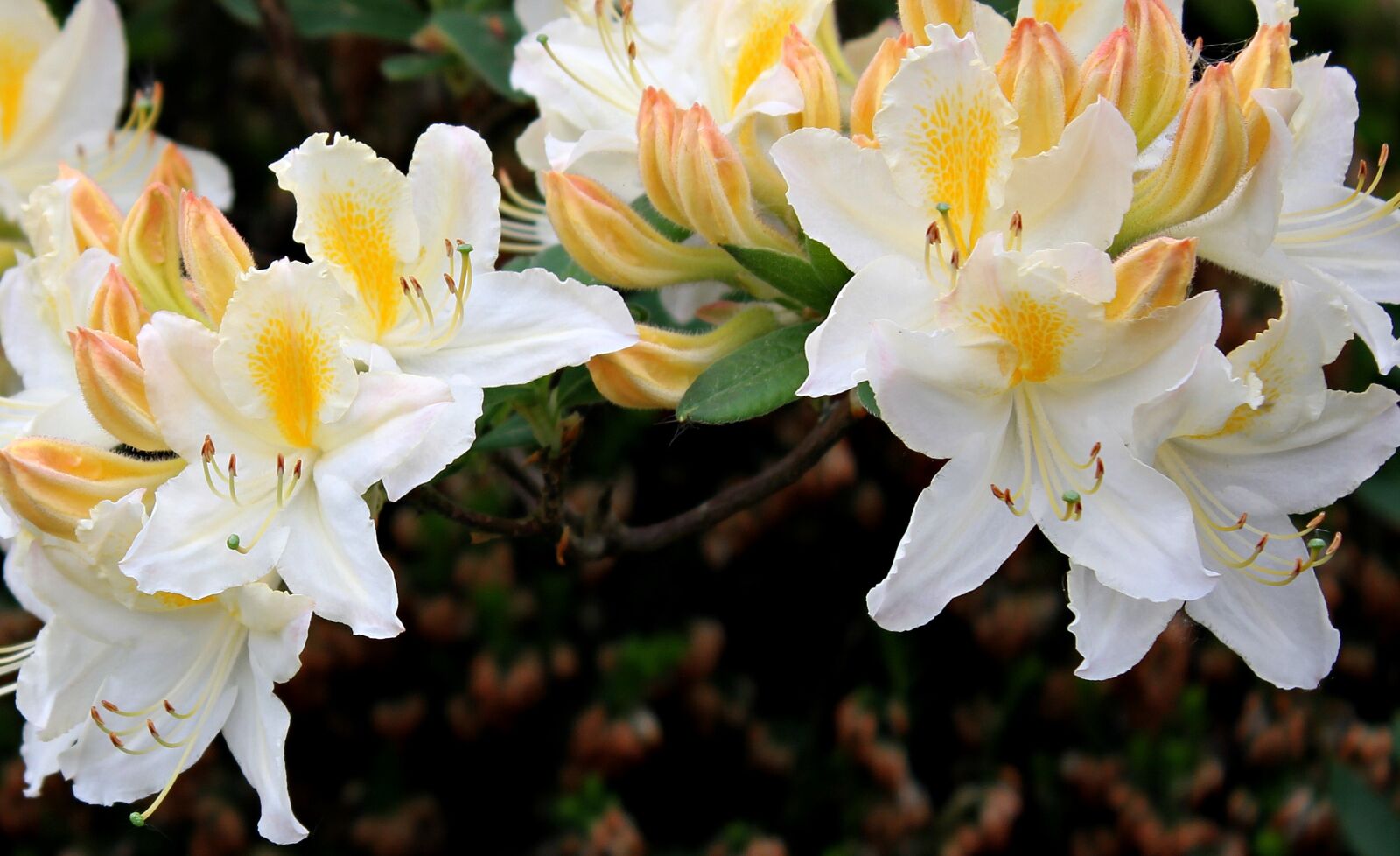 Canon EOS 550D (EOS Rebel T2i / EOS Kiss X4) sample photo. Rhododendron, flower, blossom photography