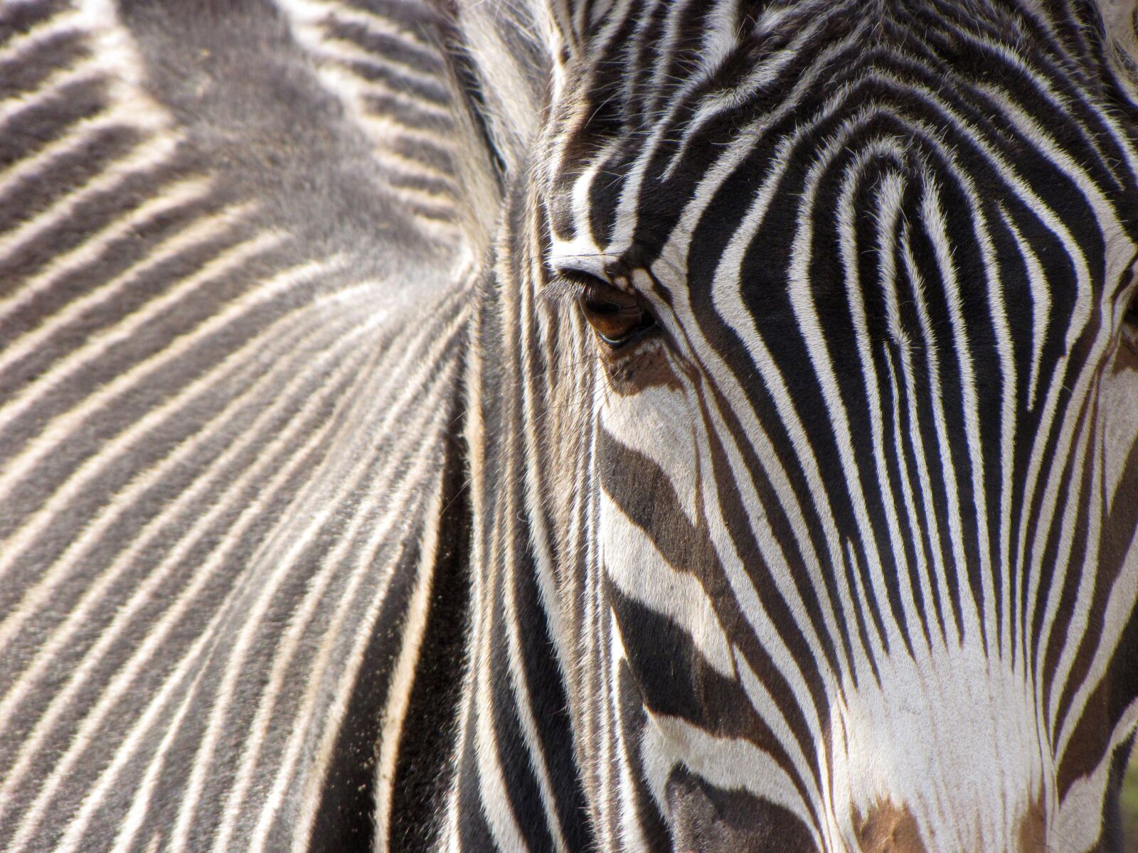 Canon PowerShot SX10 IS sample photo. Zebra, animal, striped photography