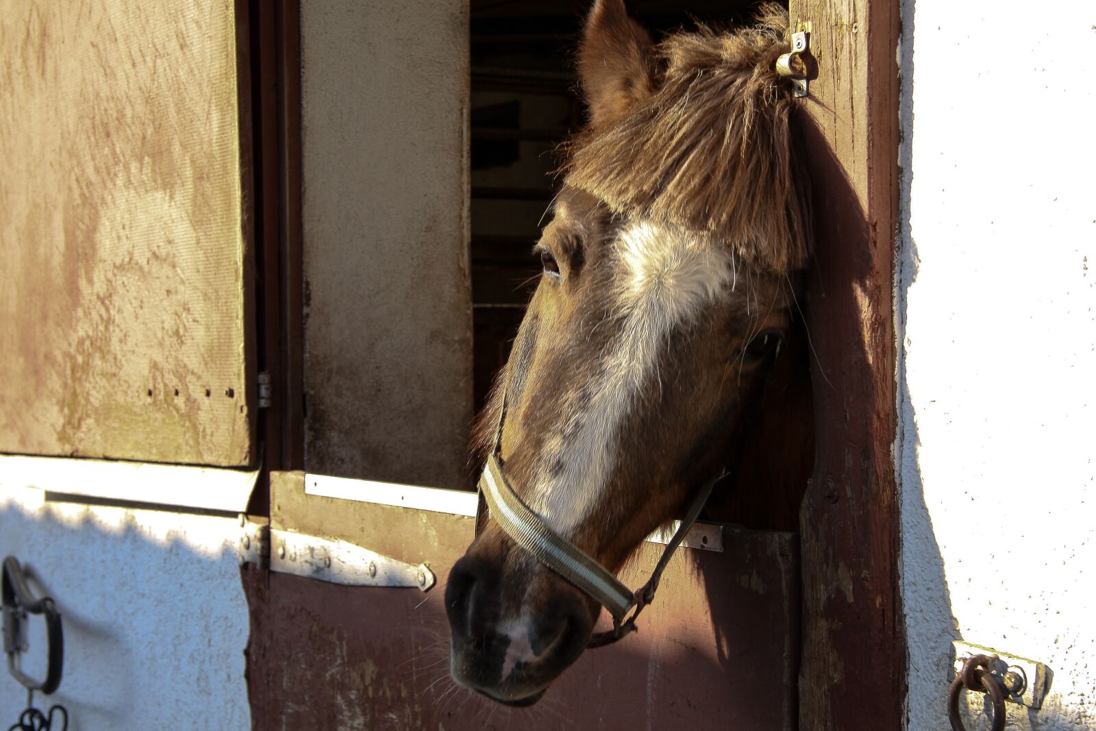 Canon EOS 50D sample photo. Horse, head, attention photography