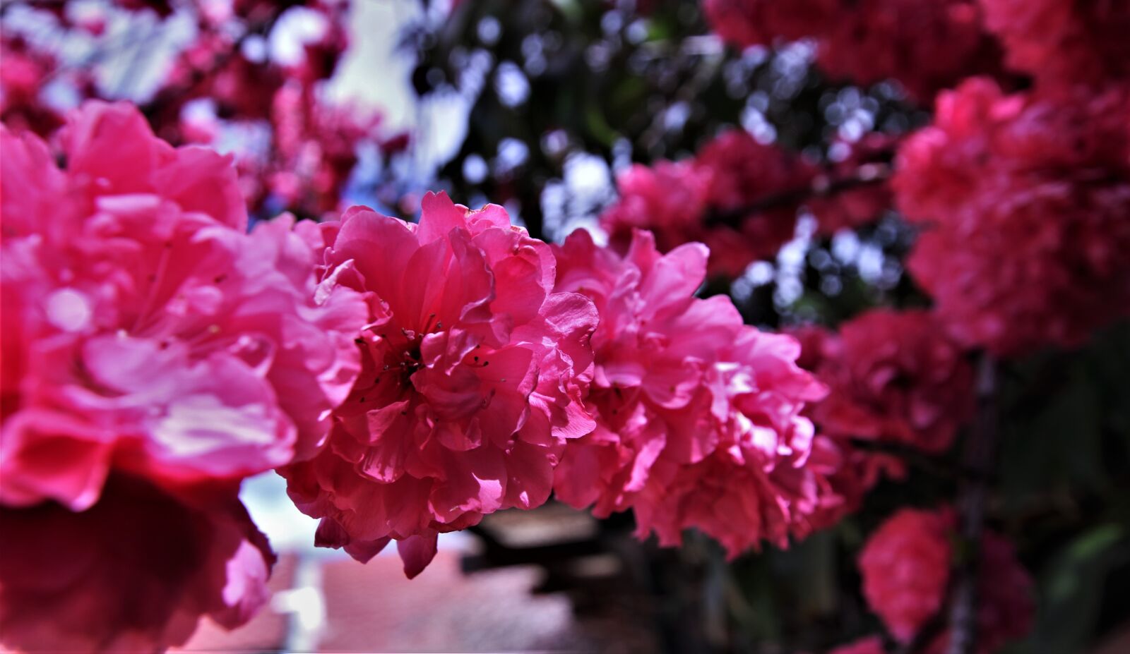 Canon EOS 100D (EOS Rebel SL1 / EOS Kiss X7) sample photo. Pink blossoms, springtime, blooming photography