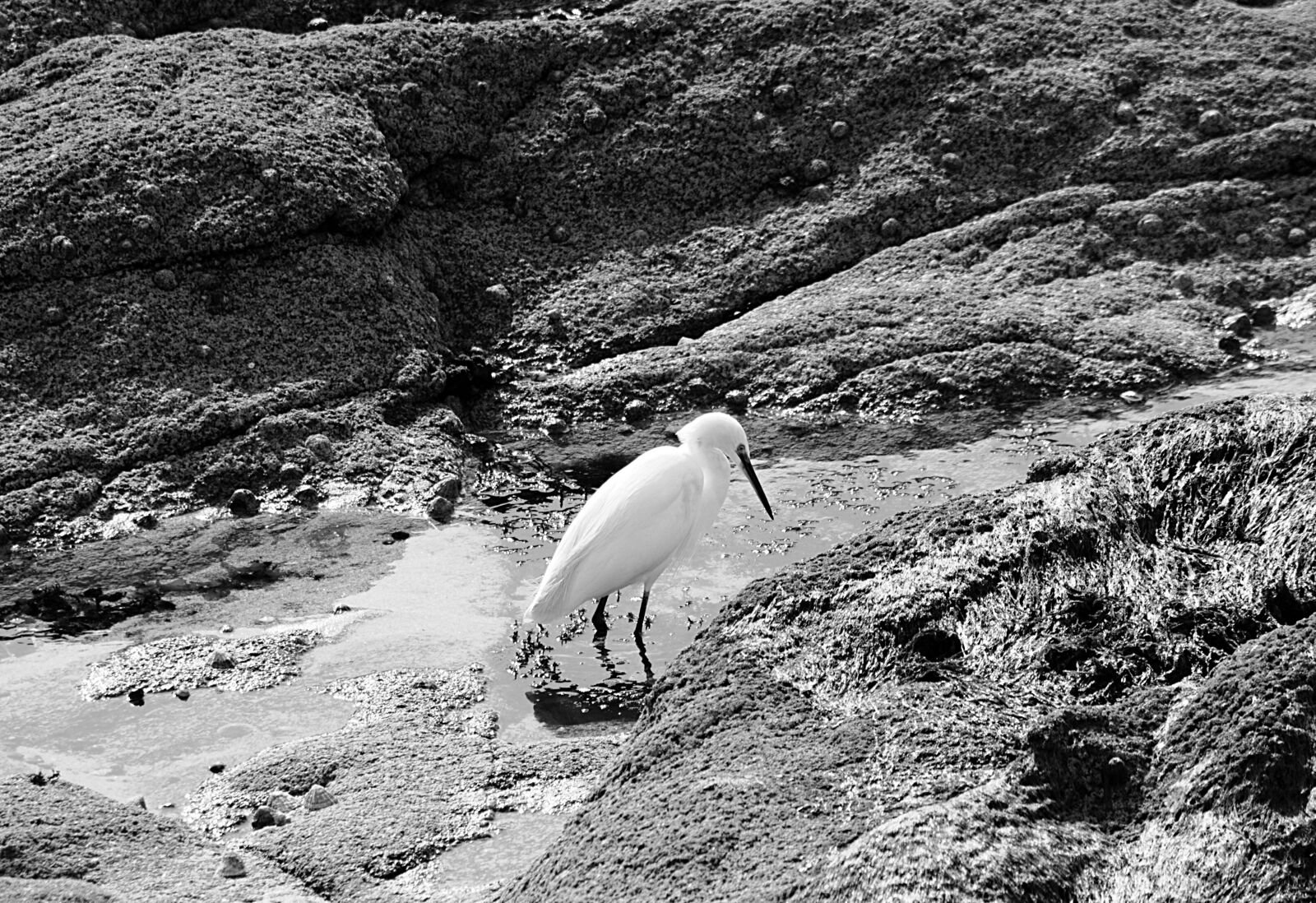 Nikon D5100 sample photo. Aigrette, animal, sauvage, animaux photography