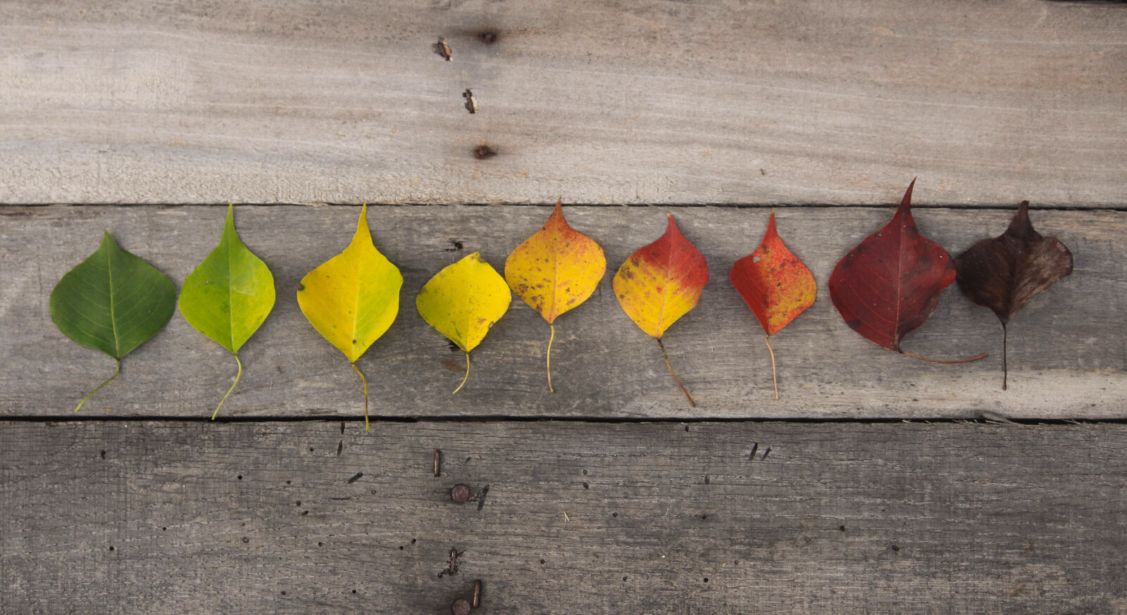 Canon EOS 600D (Rebel EOS T3i / EOS Kiss X5) sample photo. Dead, leaves, fall, colors photography