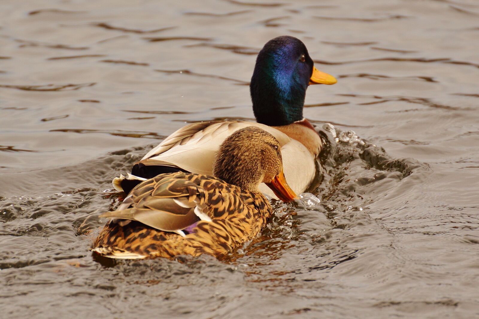 Nikon D3200 sample photo. Ducks, smooch, water bird photography