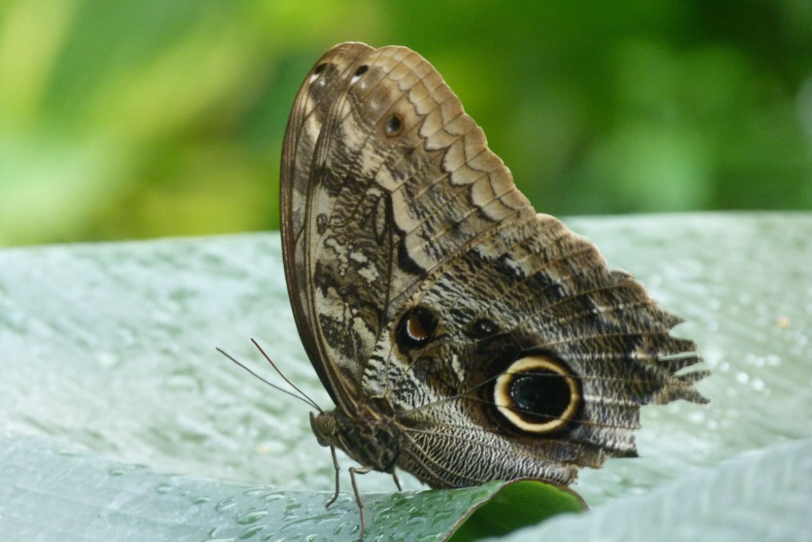 Panasonic Lumix DMC-FZ40 (Lumix DMC-FZ45) sample photo. Butterfly, blue, brown photography
