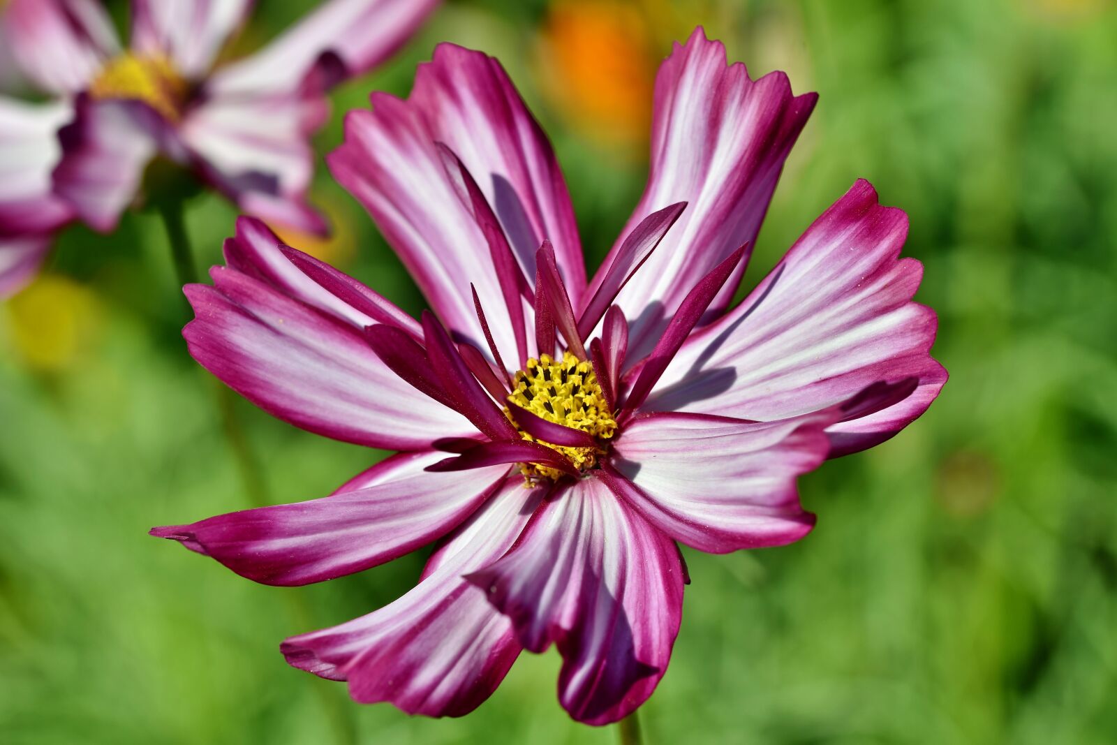 Nikon D7200 sample photo. Cosmea, flower, blossom photography