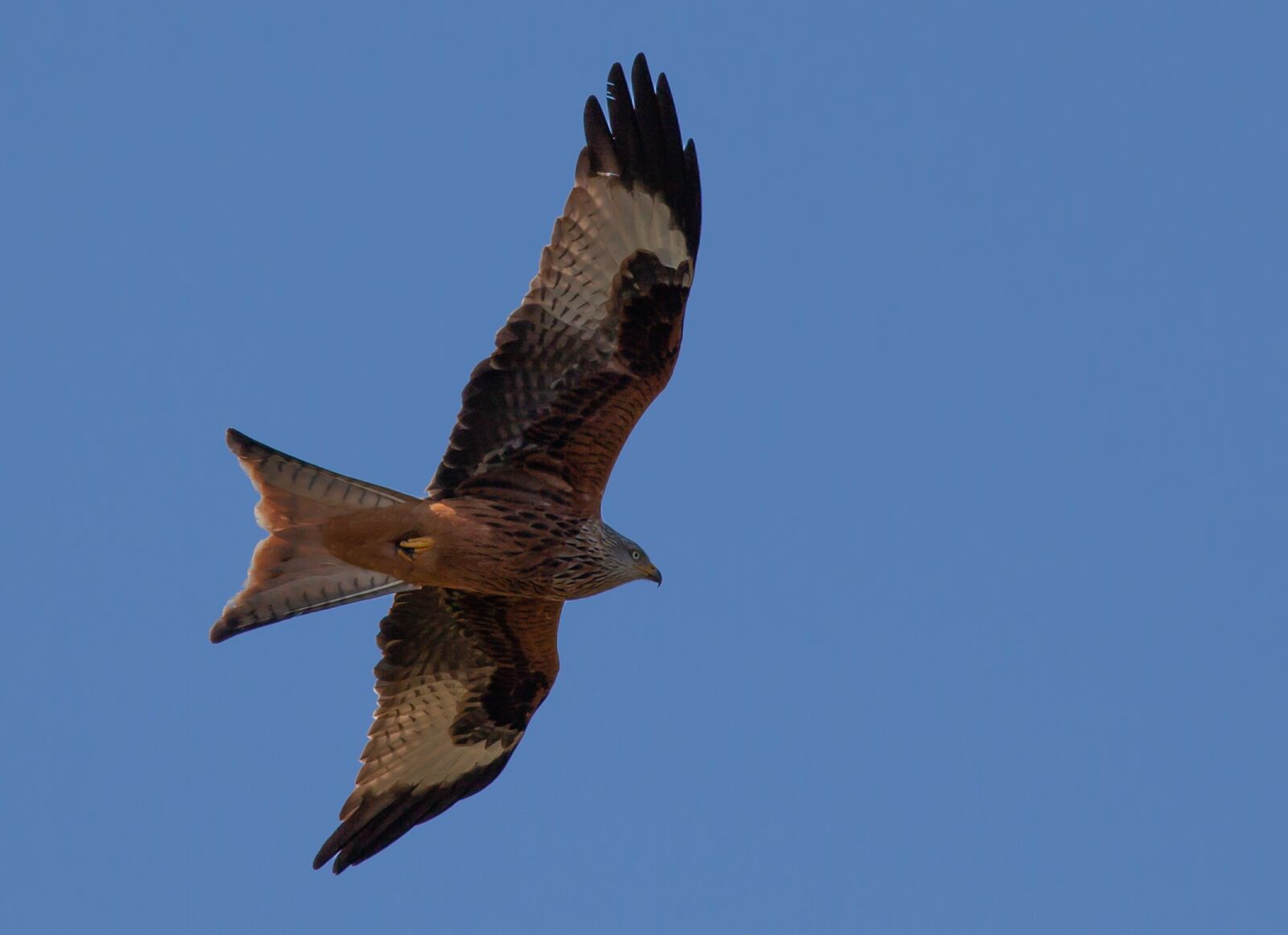 Canon EOS 5D Mark II sample photo. Red kite, flying, soaring photography