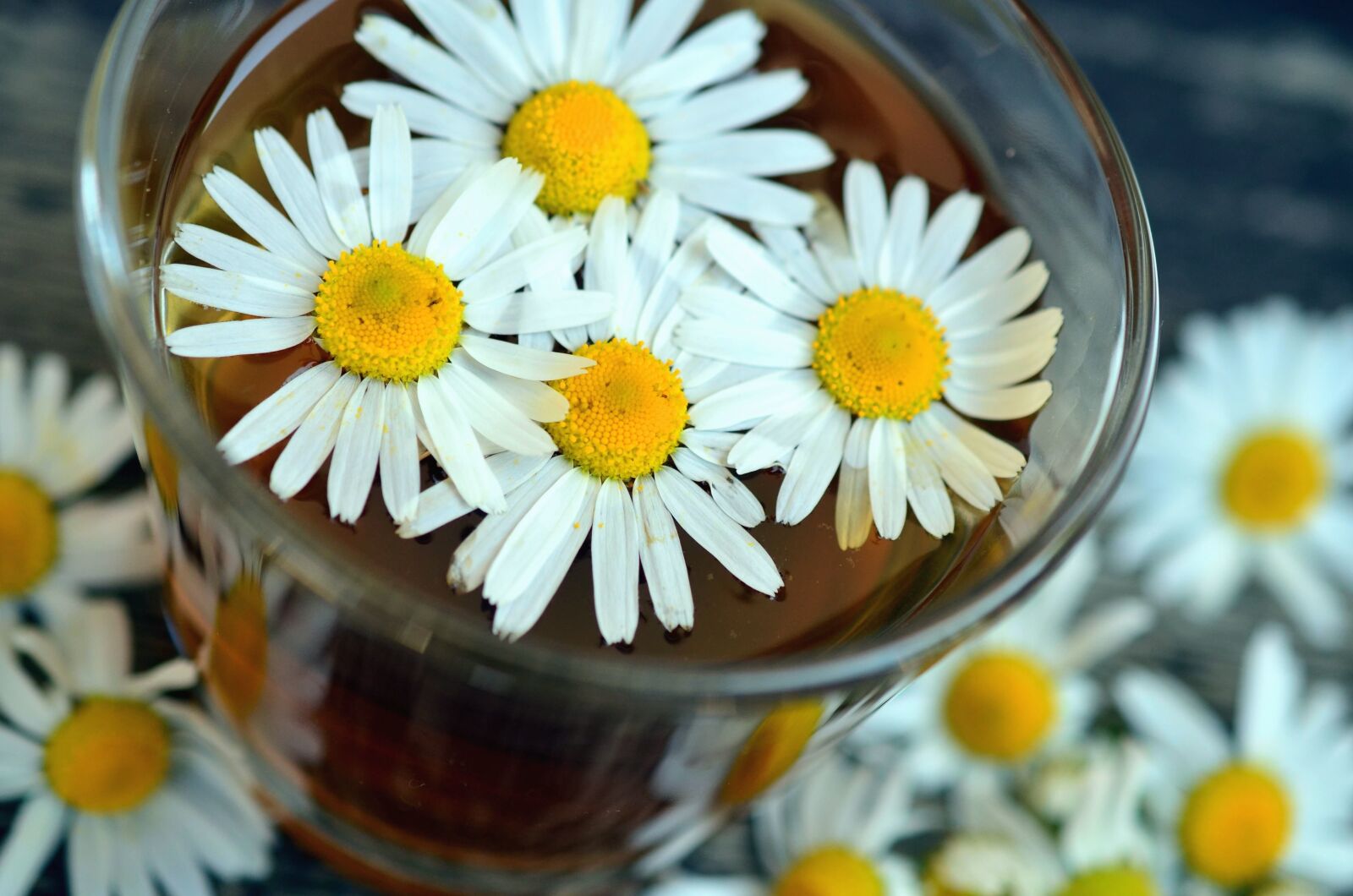 Nikon D5100 sample photo. Daisy, water, glass, flower photography
