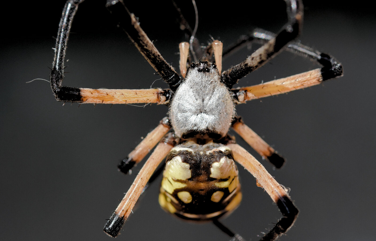 Nikon D7200 sample photo. Arachnid, spider photography