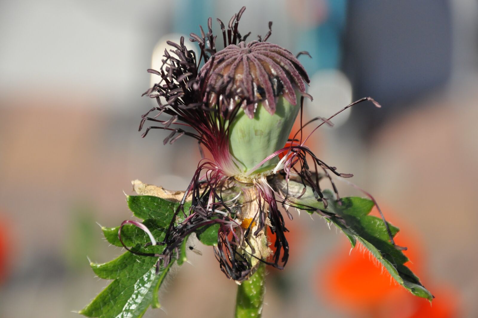 Nikon D90 sample photo. Klatschmohn, mohngewaechs, bizarre photography