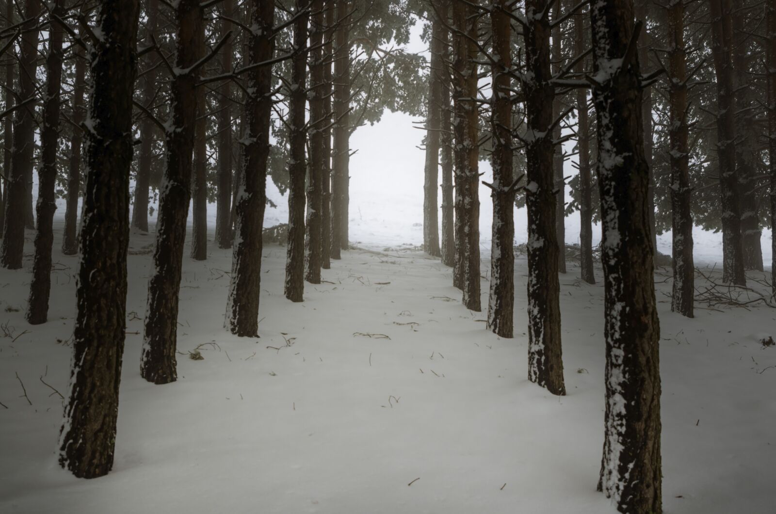 Tamron SP 24-70mm F2.8 Di VC USD sample photo. Winter, snow, cold photography