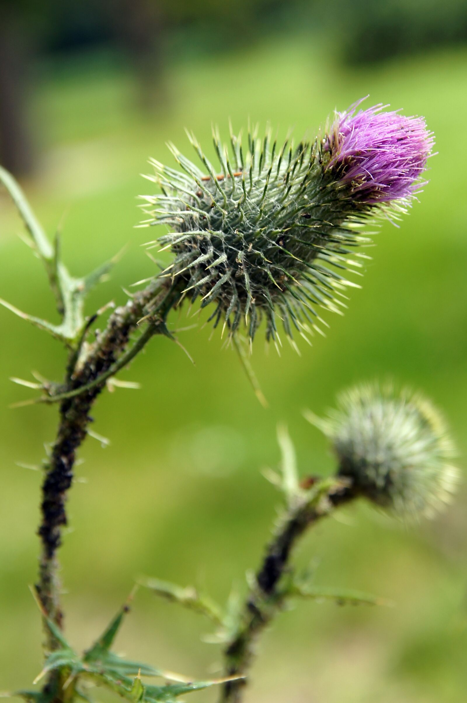 17-50mm F2.8 sample photo. Thistle, flower, nature photography