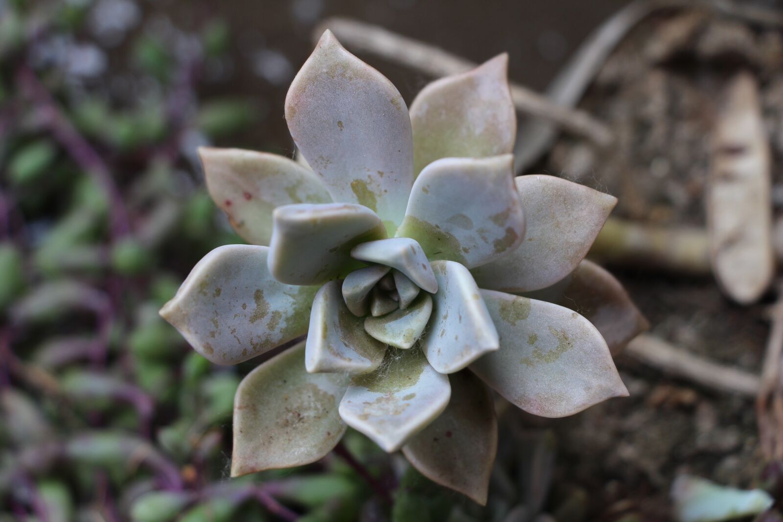 Canon EOS 700D (EOS Rebel T5i / EOS Kiss X7i) sample photo. Flower, plant, nature photography
