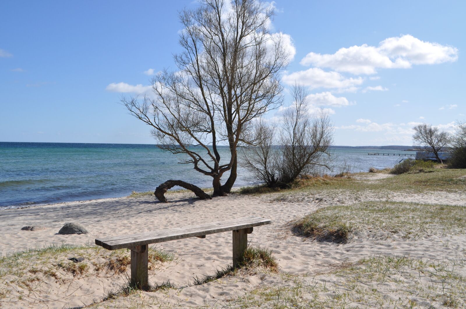 Nikon D5000 sample photo. Tree, bench, sea photography