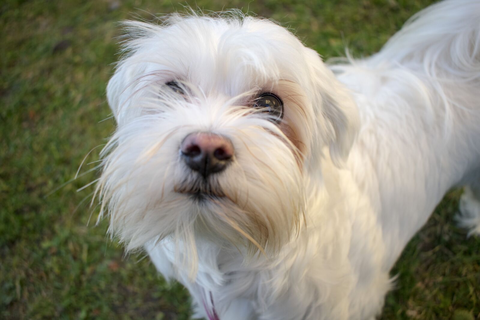 Nikon D3400 sample photo. Dog, looking, puppy photography