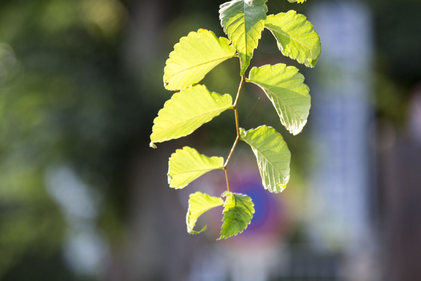 Canon EOS 700D (EOS Rebel T5i / EOS Kiss X7i) sample photo. Leaf, sunshine, yellow-green photography
