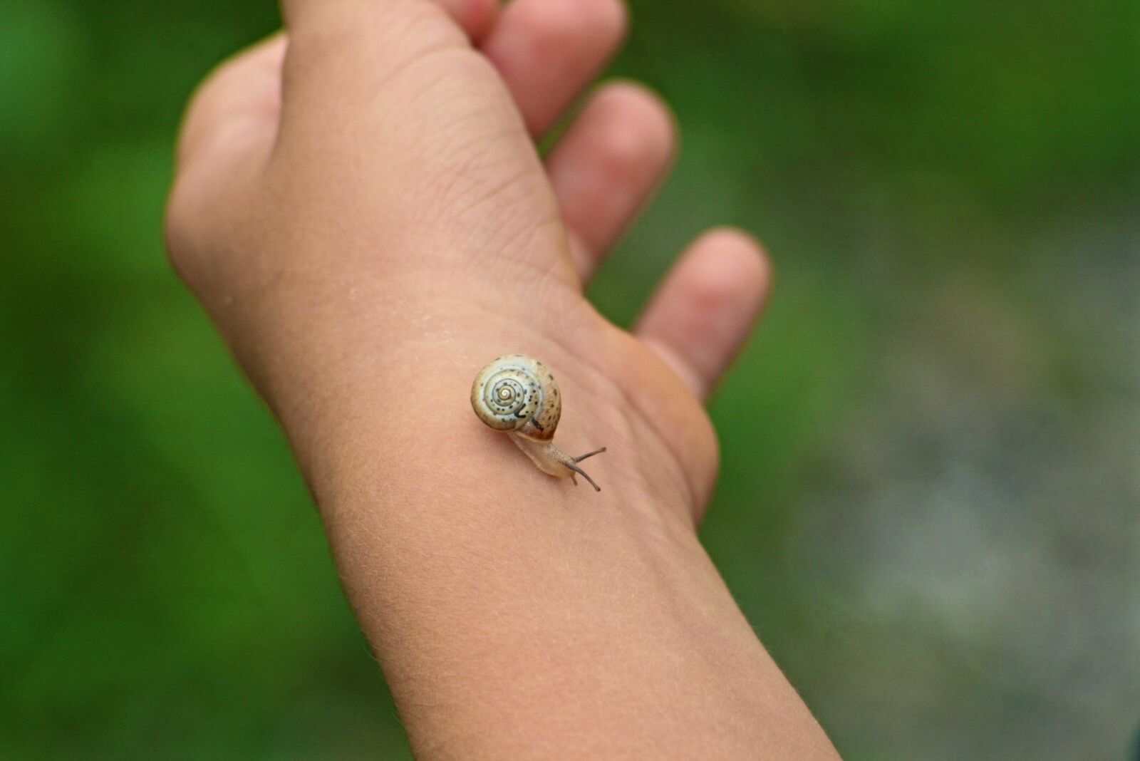 Canon EOS 400D (EOS Digital Rebel XTi / EOS Kiss Digital X) sample photo. Snail, kid, nature photography