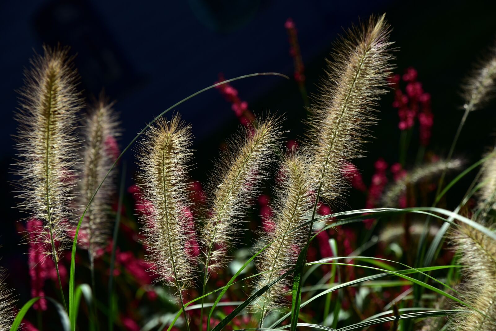 Nikon D750 sample photo. Lamp cleaning er grass photography