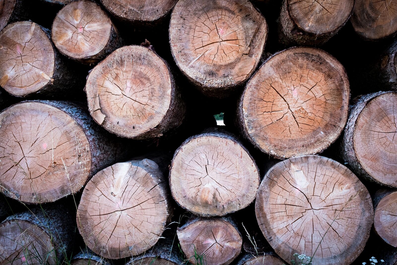 Fujifilm X-T2 sample photo. Wood, tree trunks, annual photography