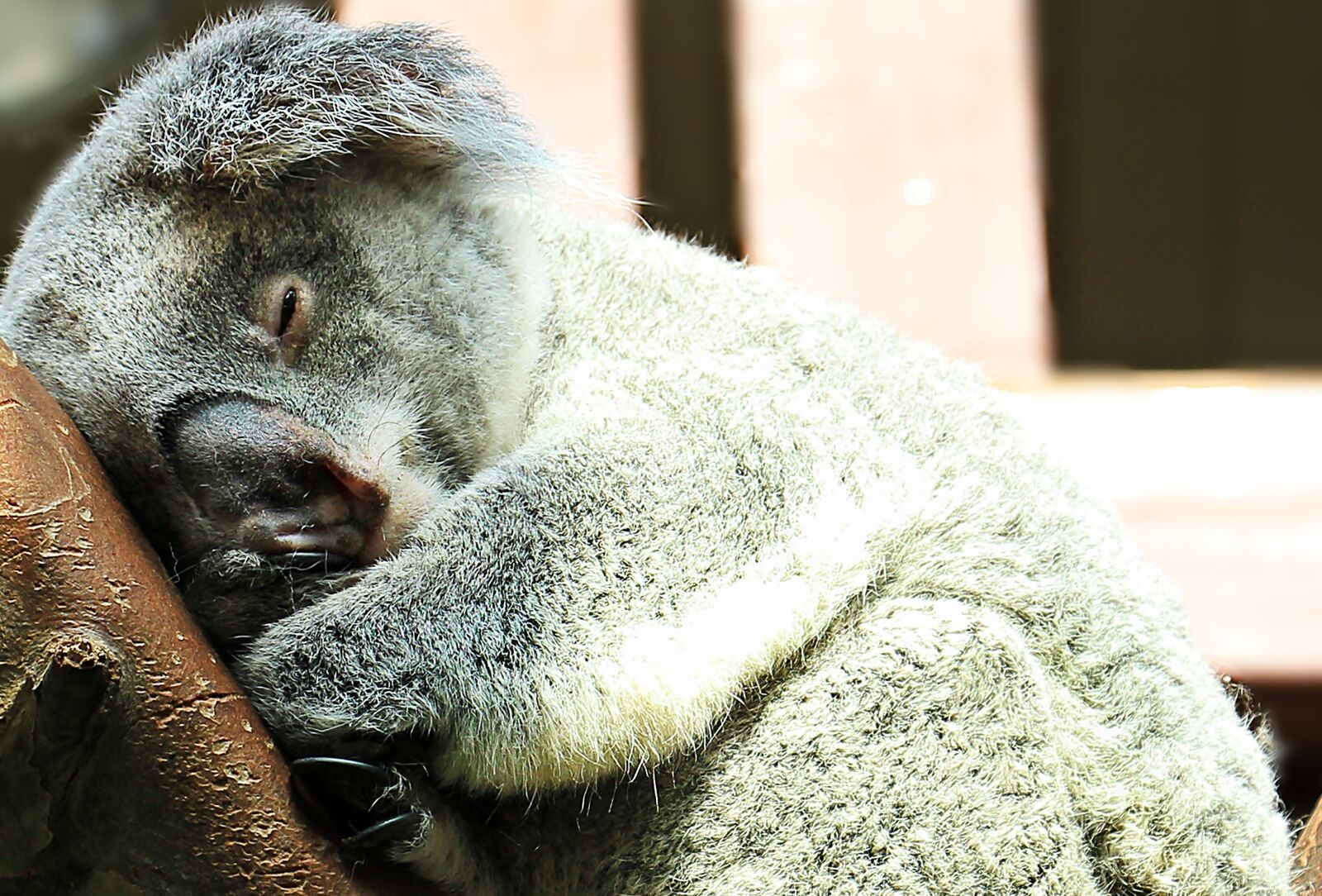 Canon EOS 550D (EOS Rebel T2i / EOS Kiss X4) sample photo. Koala, animal, sweet photography
