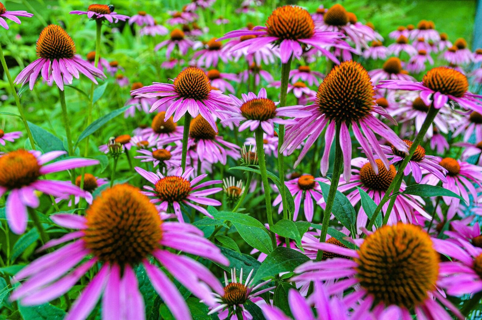 Nikon D90 sample photo. Flower, coneflower, blossom photography