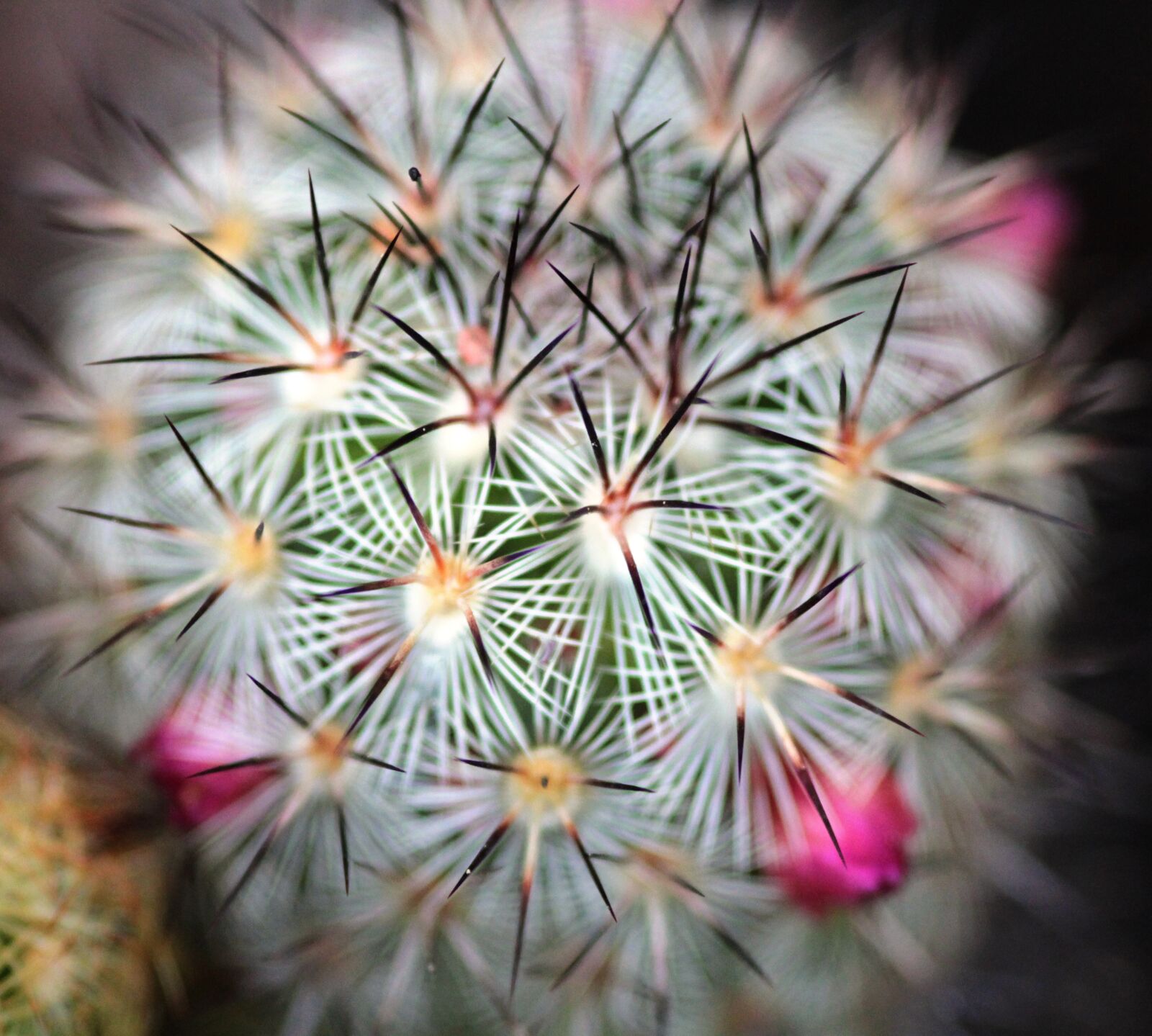 Canon EOS 1200D (EOS Rebel T5 / EOS Kiss X70 / EOS Hi) sample photo. Cactus, plant, flora photography