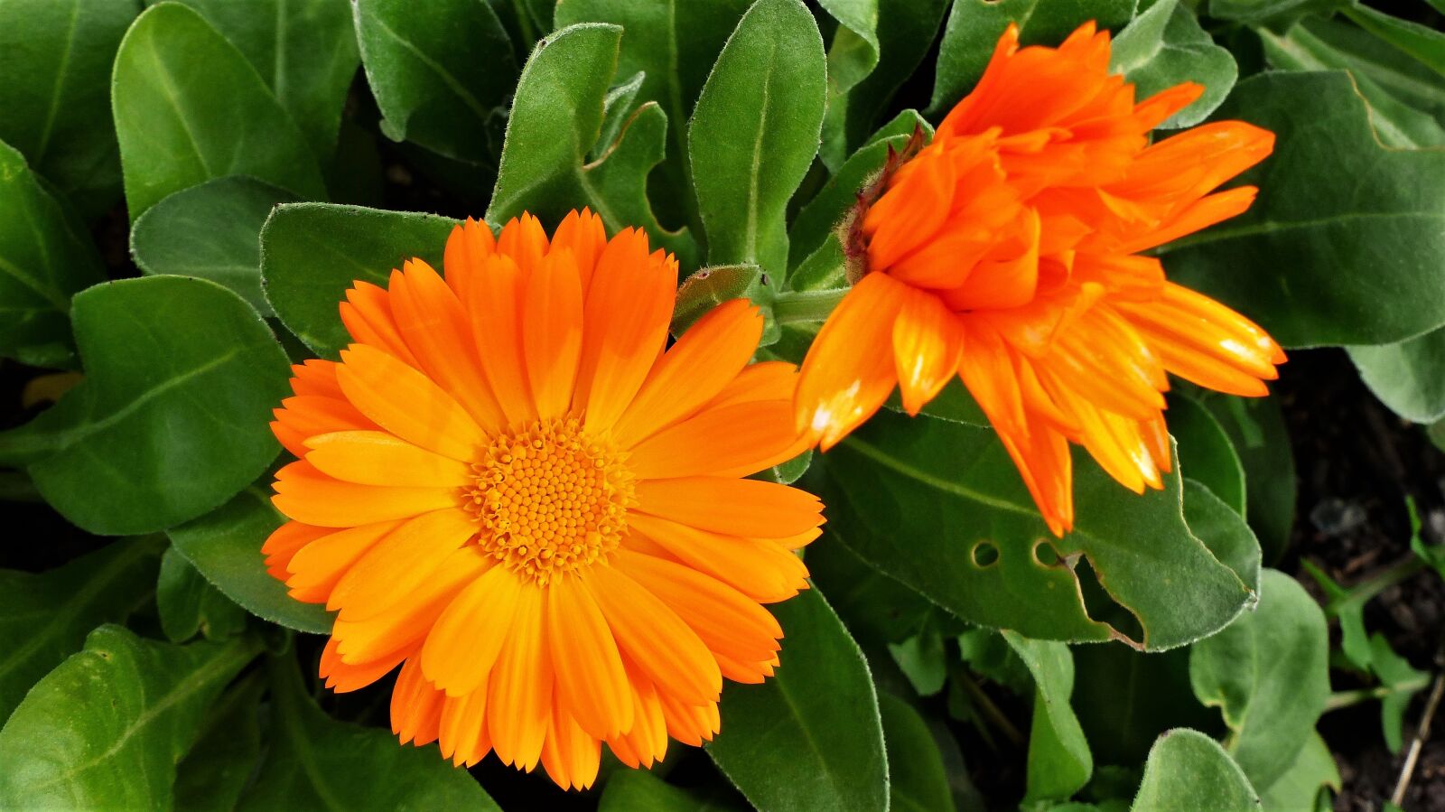 Panasonic Lumix DMC-FZ200 sample photo. Flower, plant, nature photography