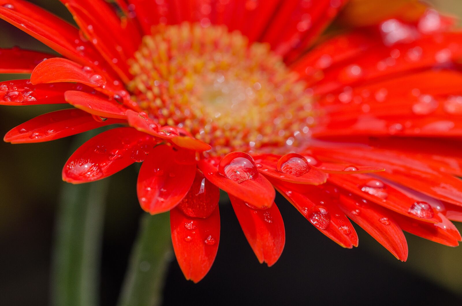Nikon D7000 sample photo. Blossom, bloom, red flower photography