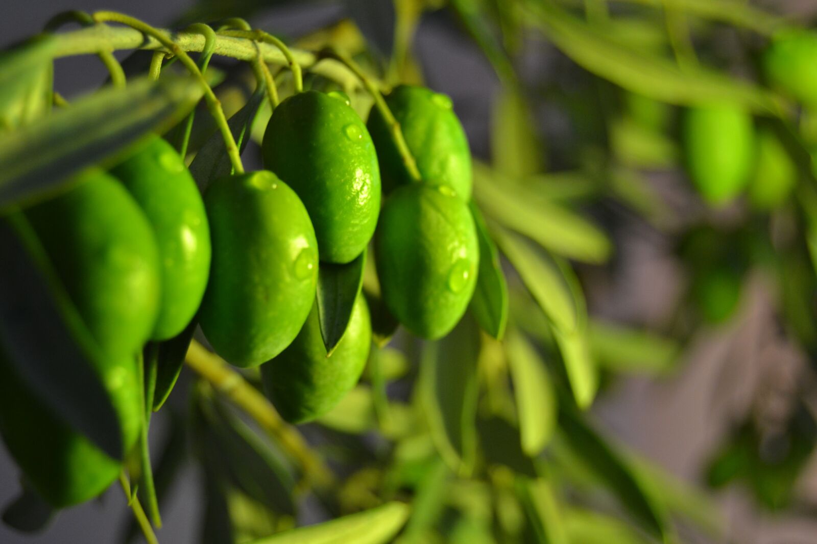Nikon D3100 sample photo. Olive, oil, earth photography