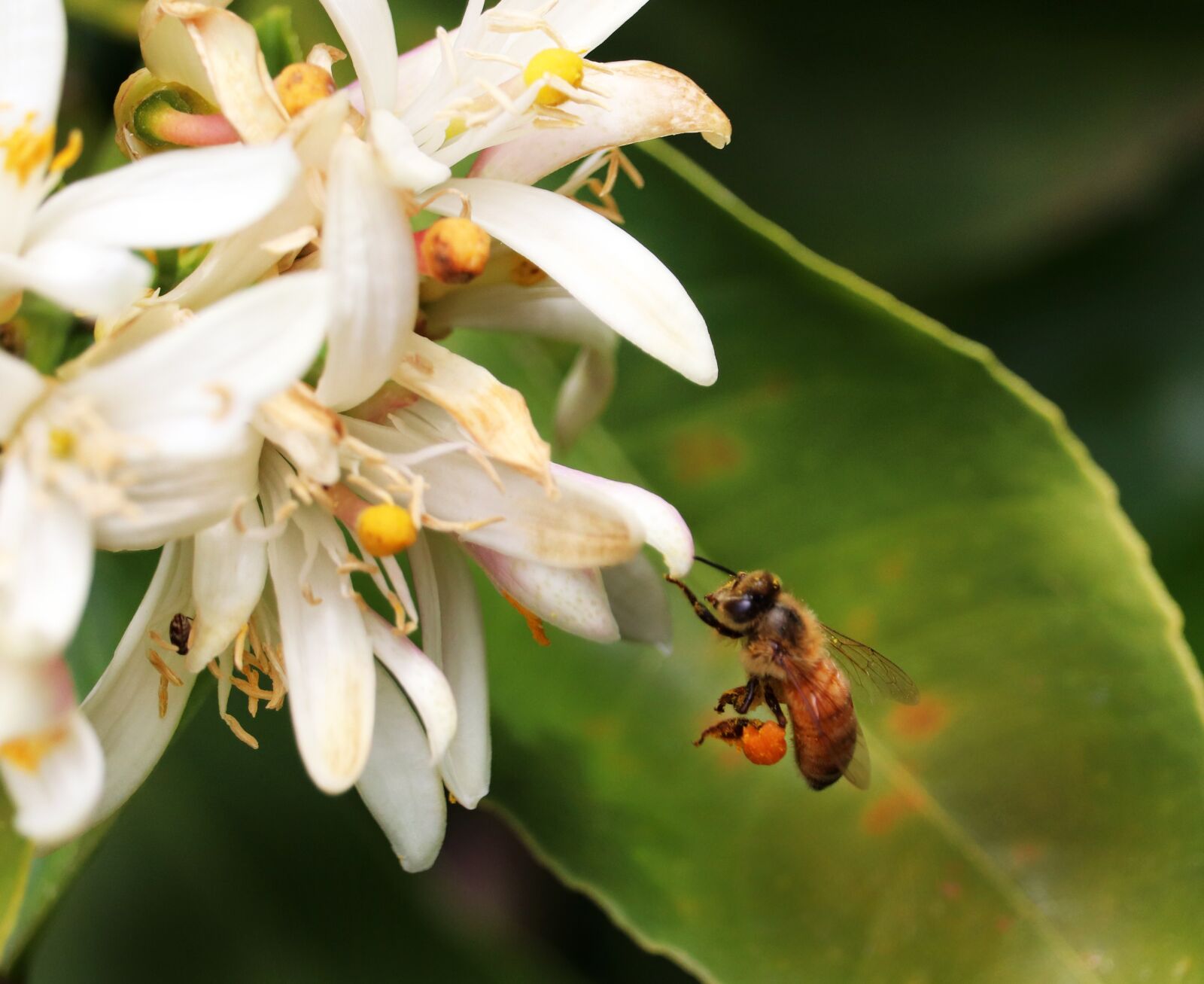 Canon EOS 800D (EOS Rebel T7i / EOS Kiss X9i) sample photo. Bee, insect, flying photography