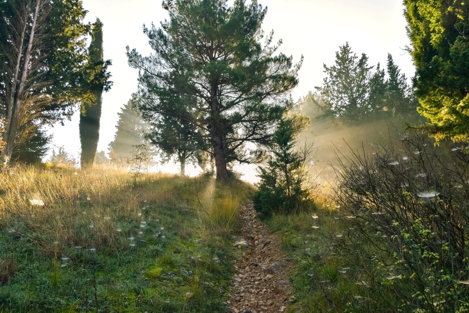 Nikon D5300 sample photo. Tree, sun, rays photography