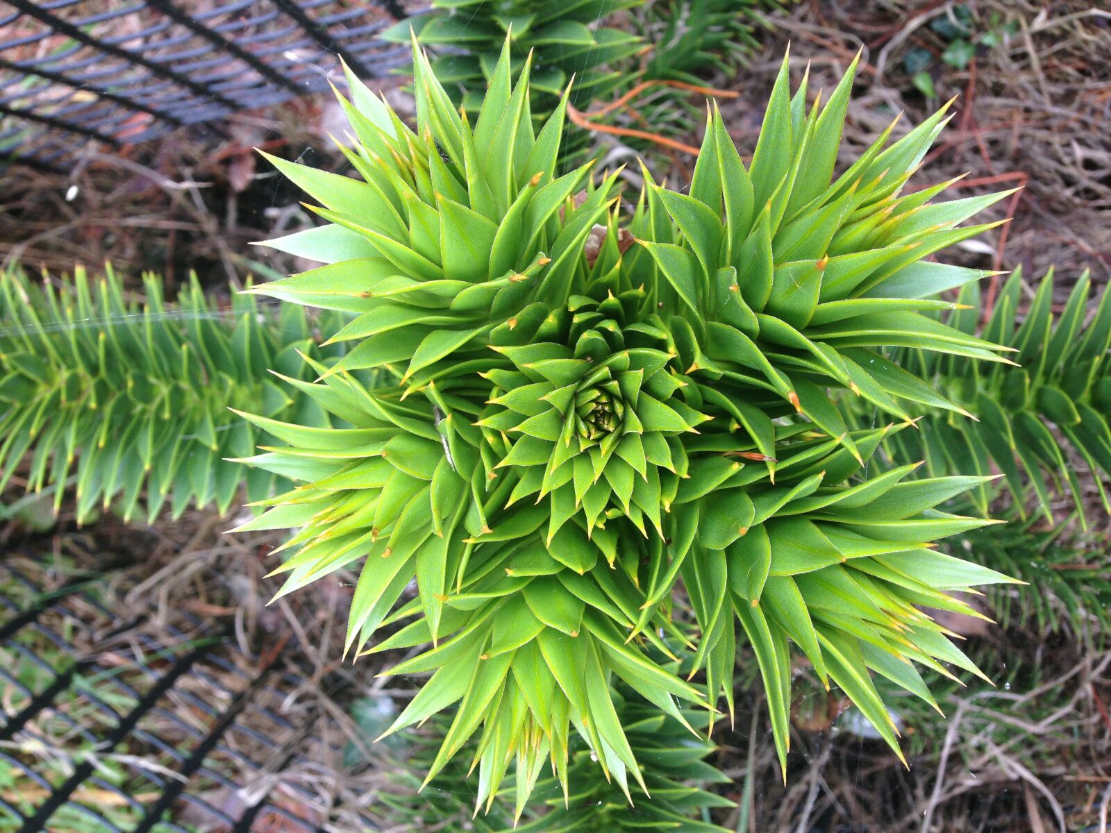 iPhone 5c back camera 4.12mm f/2.4 sample photo. Plant, nature, green photography