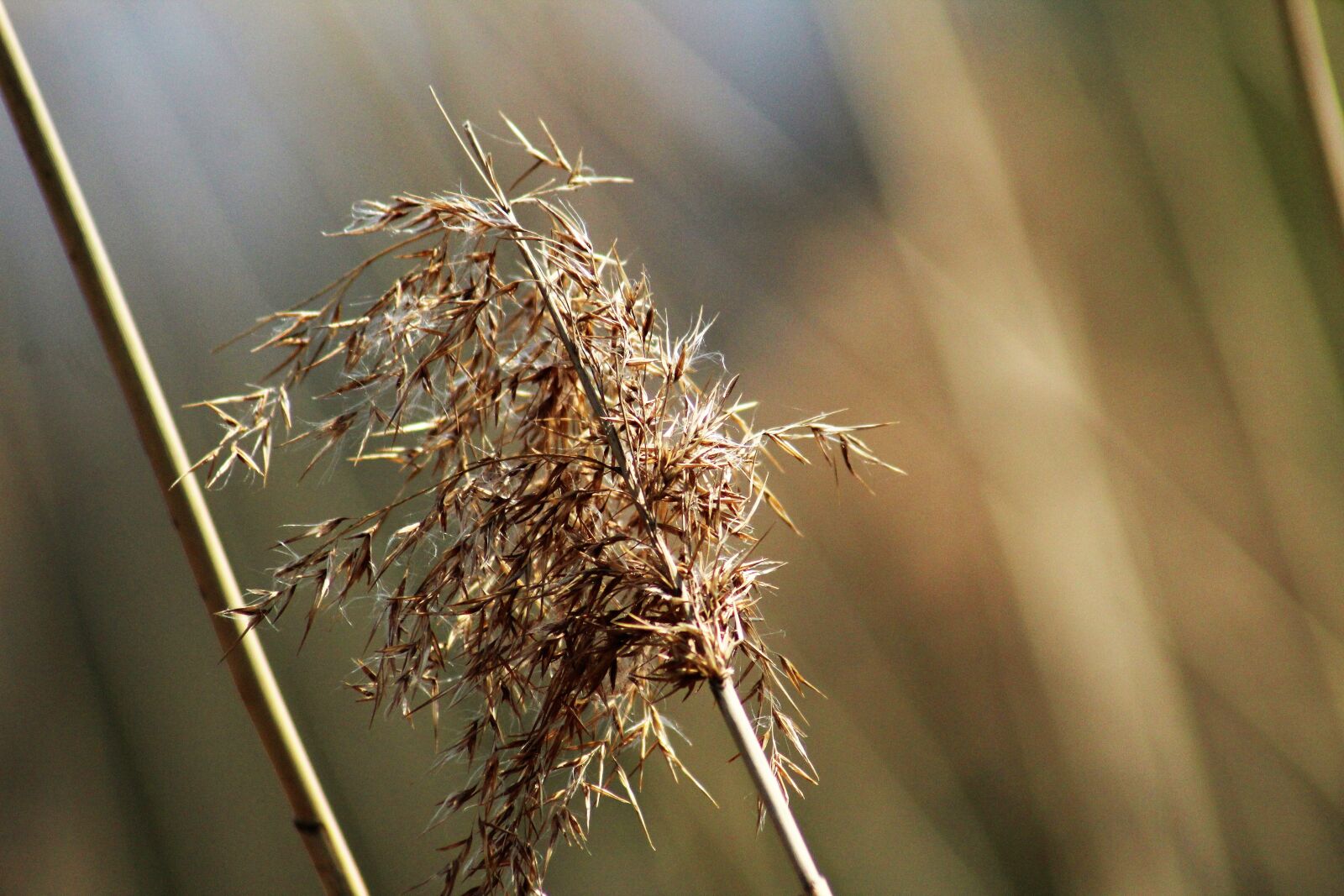 Canon EOS 1200D (EOS Rebel T5 / EOS Kiss X70 / EOS Hi) sample photo. Reed, spring, water photography
