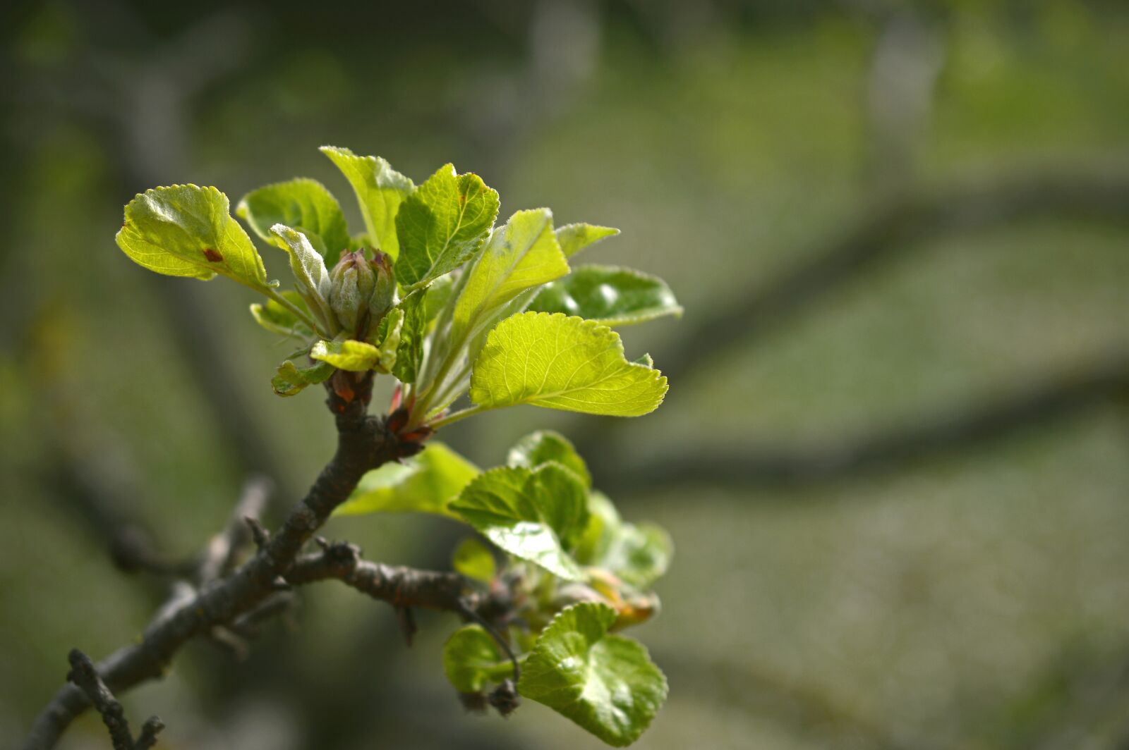 Nikon D3200 sample photo. Apple blossom, blossom, bloom photography