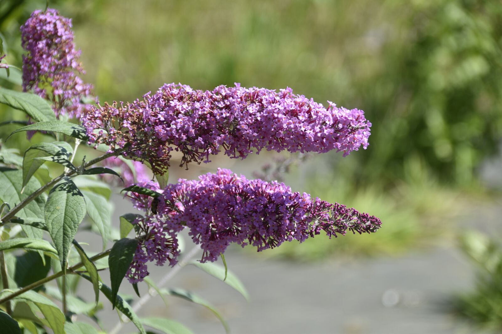 Nikon D5600 sample photo. Flower, flowers, shrub buddleia photography