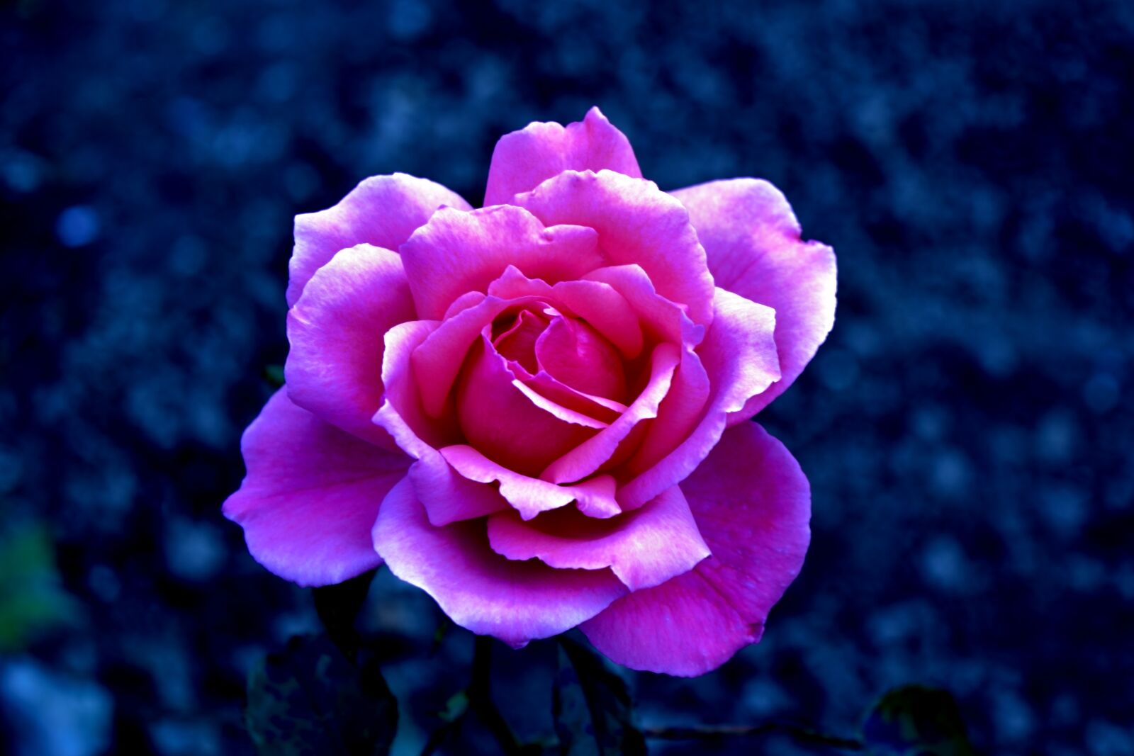 Nikon D3300 sample photo. Rose, flower, blossom photography