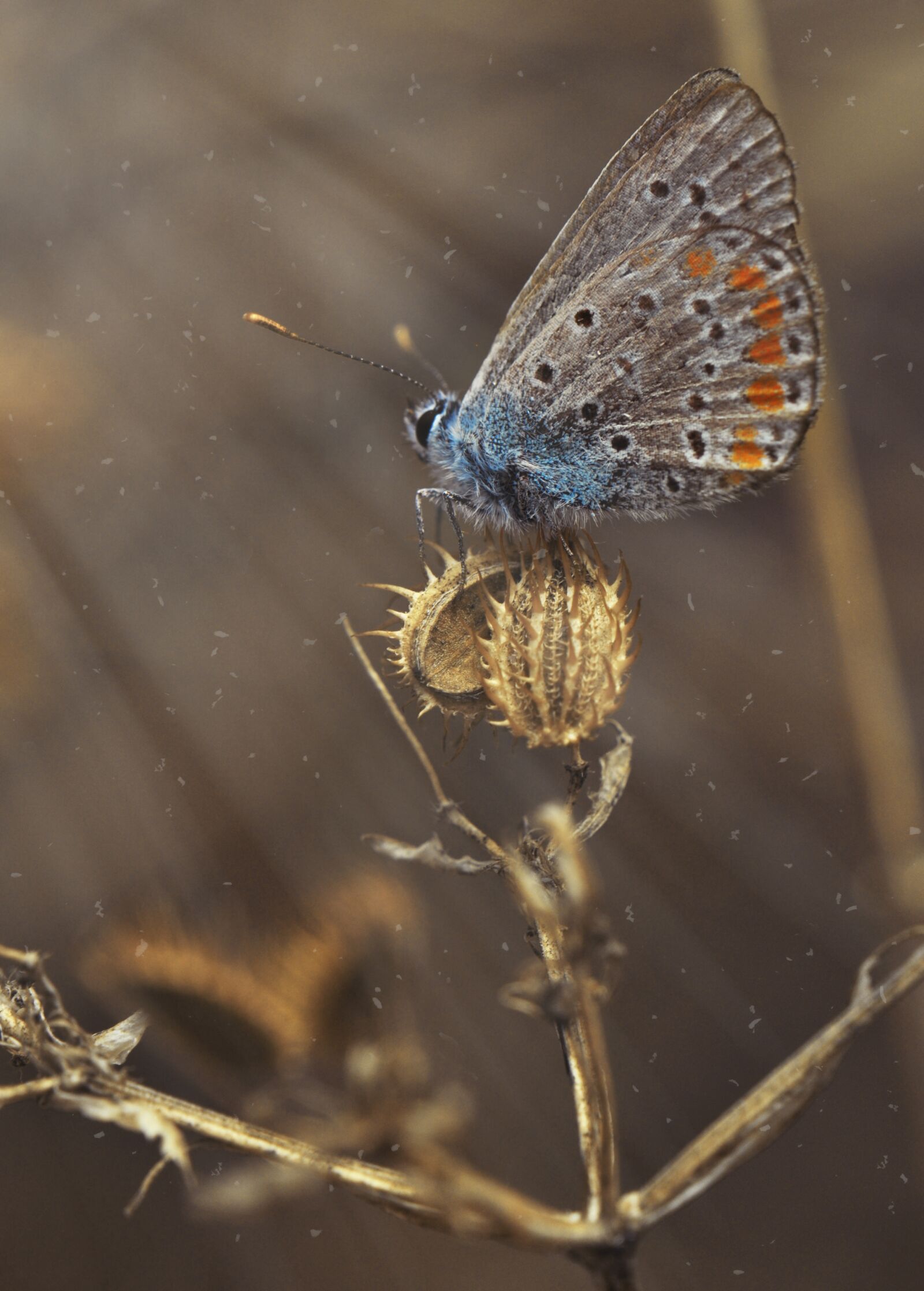 Nikon D90 sample photo. Insect, nature, macro photography